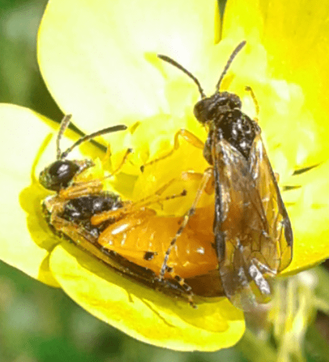 Tenthredinidae : Athalia da ID